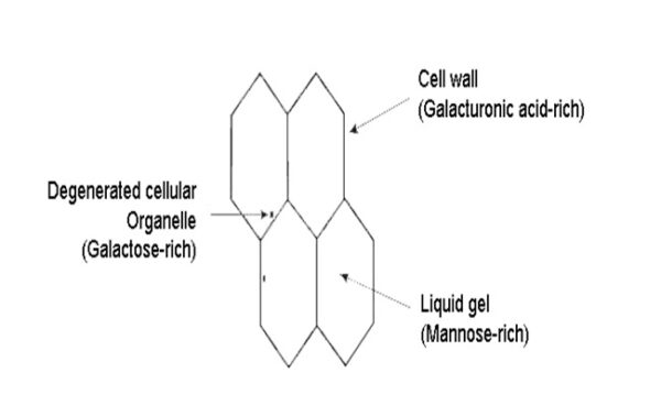 آلوئه ورا آلوئه ورا