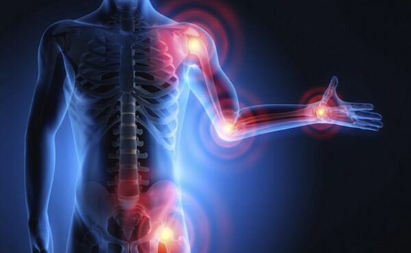 استخوان ها، مفاصل و غضروف ها