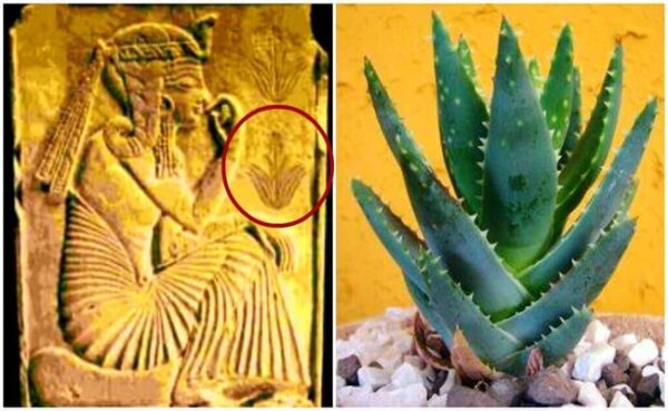 آلوئه ورا آلوئه ورا