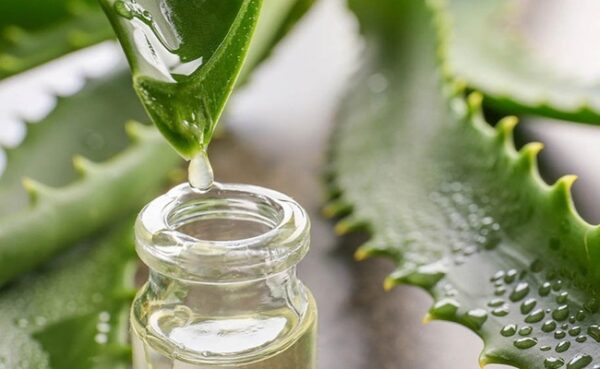 استخوان ها، مفاصل و غضروف ها