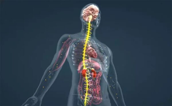 تنظیم غدد درون ریز بدن