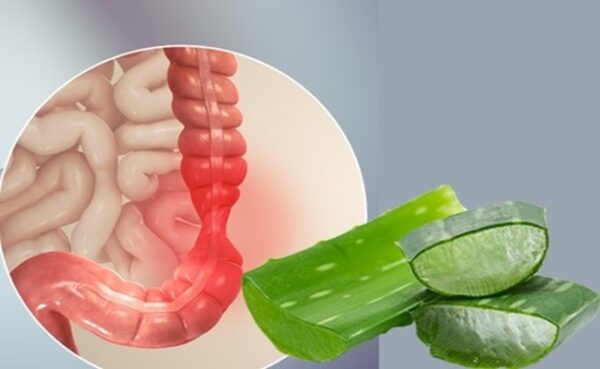 خواص آلوئه ورا برای سلامت دستگاه گوارش